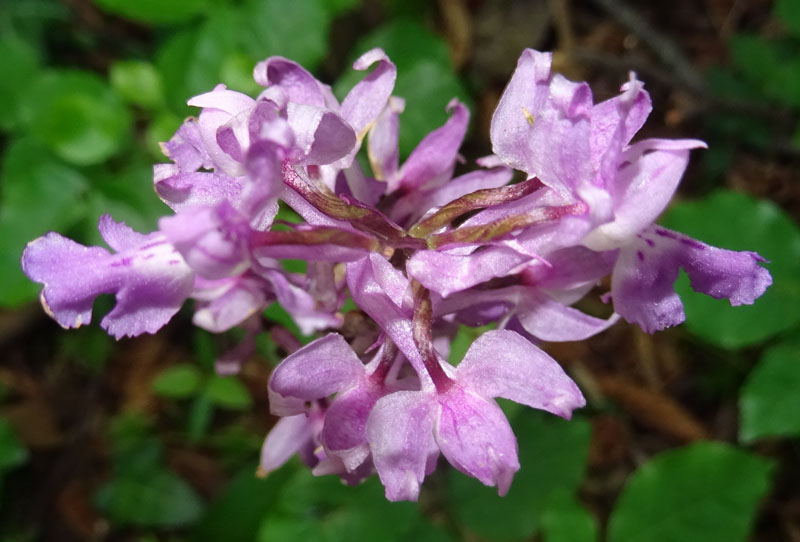 Orchis mascula subsp. speciosa